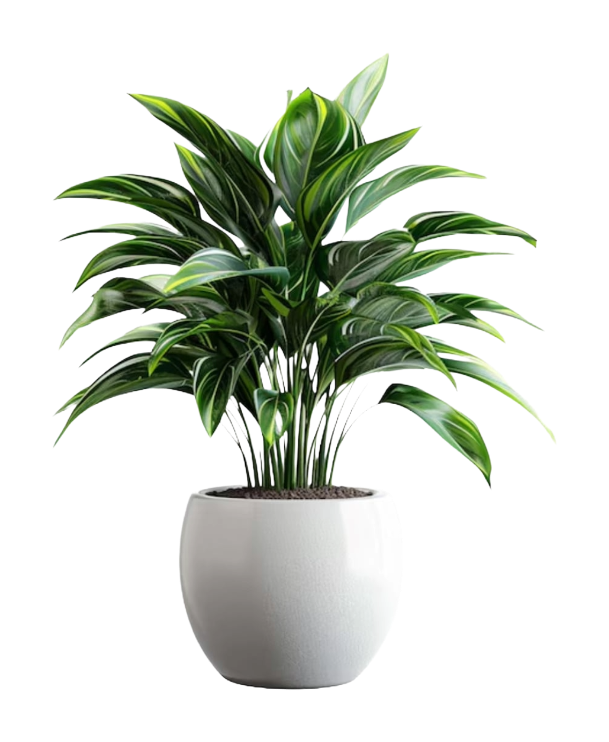 Potted Plants