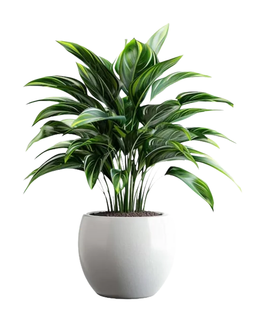 Potted Plants